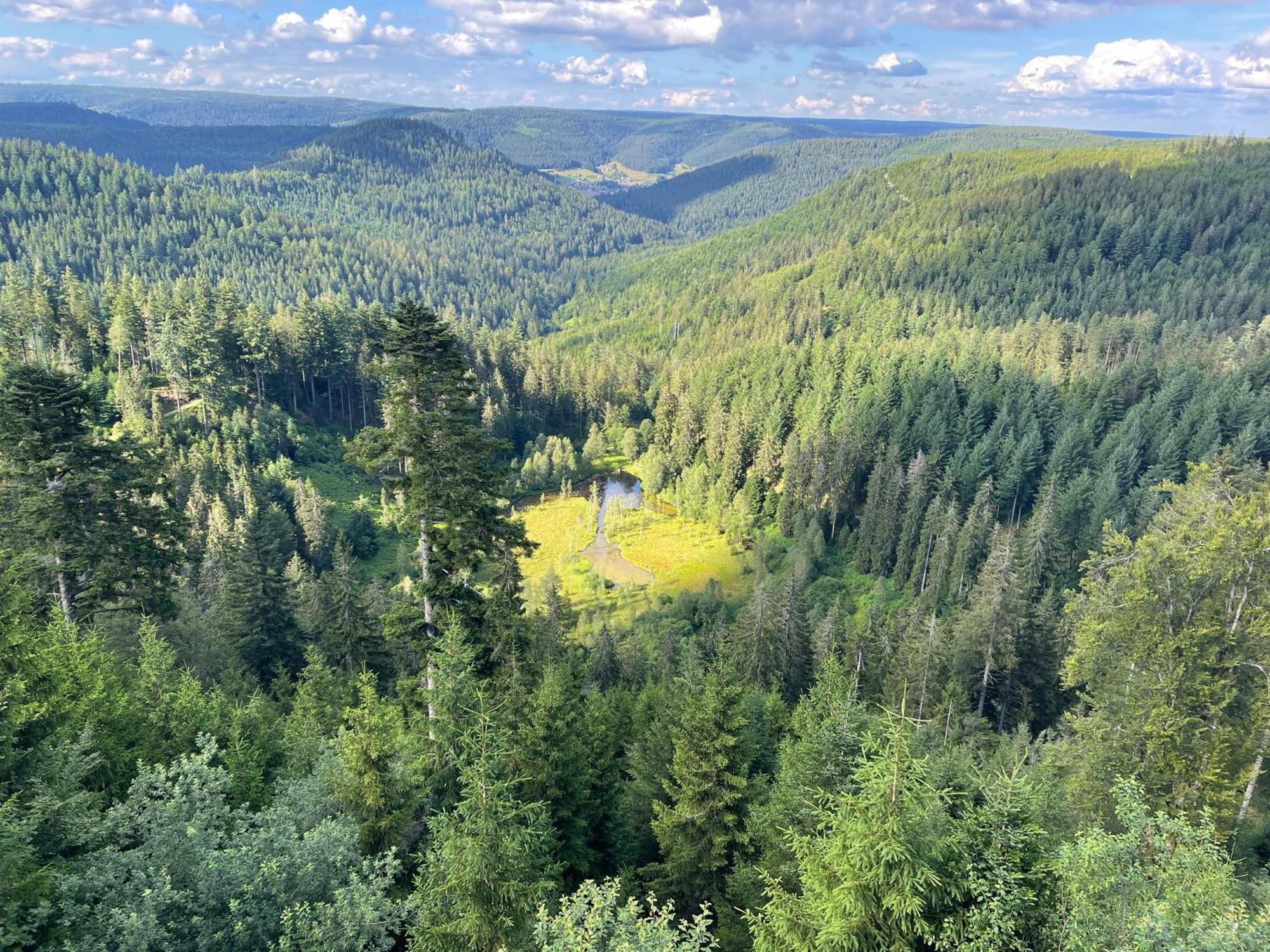 Casa Black Forest - Freudenstadt Kniebis Kültér fotó